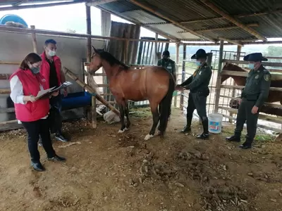 Gobierno de la ciudad atendió denuncia ciudadana por posible caso de maltrato animal