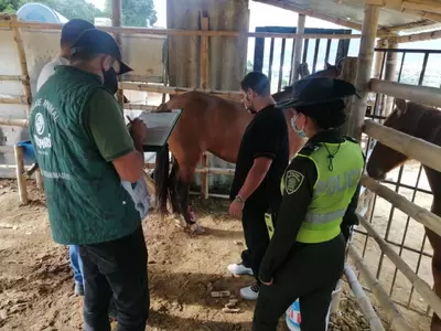 El bioparque Ukumarí, la patrulla de rescate animal y la Alcaldía de Pereira, atendieron llamados todo el fin de semana