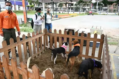 Bioparque Ukumarí y Alcaldía de Pereira solicitan apoyo a los pereiranos para adopción de perros y gatos en vulnerabilidad