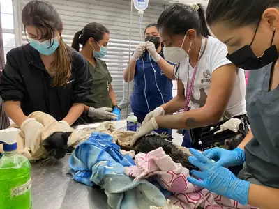 Ukumarí brinda atención a los animales afectados por la emergencia invernal