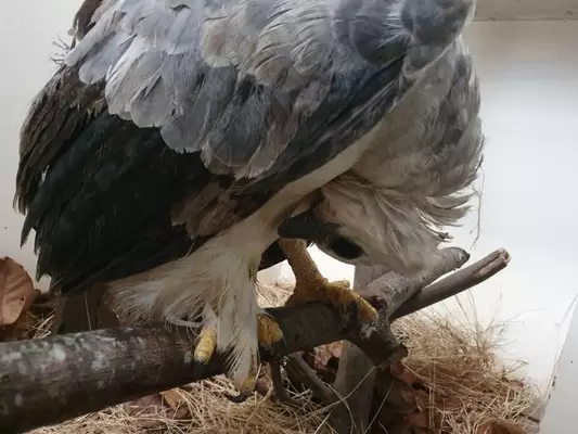 Ejemplar de águila arpía con problemas en el cuello iniciará su proceso de  rehabilitación en la