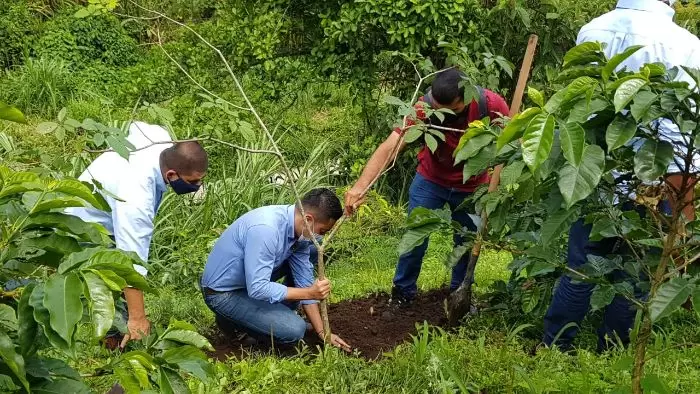 Más De 40 árboles Fueron Sembrados En Pereira En El Día Internacional