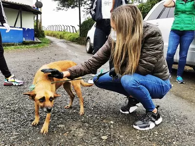 Operativos de bienestar animal llegaron a la zona rural de Pereira