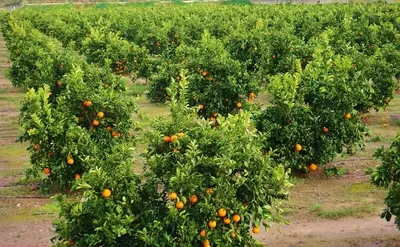 Aumentan áreas de cultivos de cítricos en Pereira