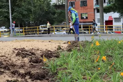 Comenzó siembra de lirios en glorieta de Turín