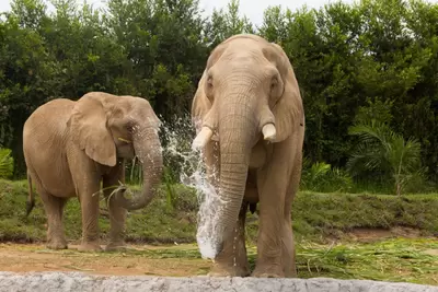 Bioparque Ukumarí: seis años de pasión por la vida, la protección animal y la conservación de la biodiversidad